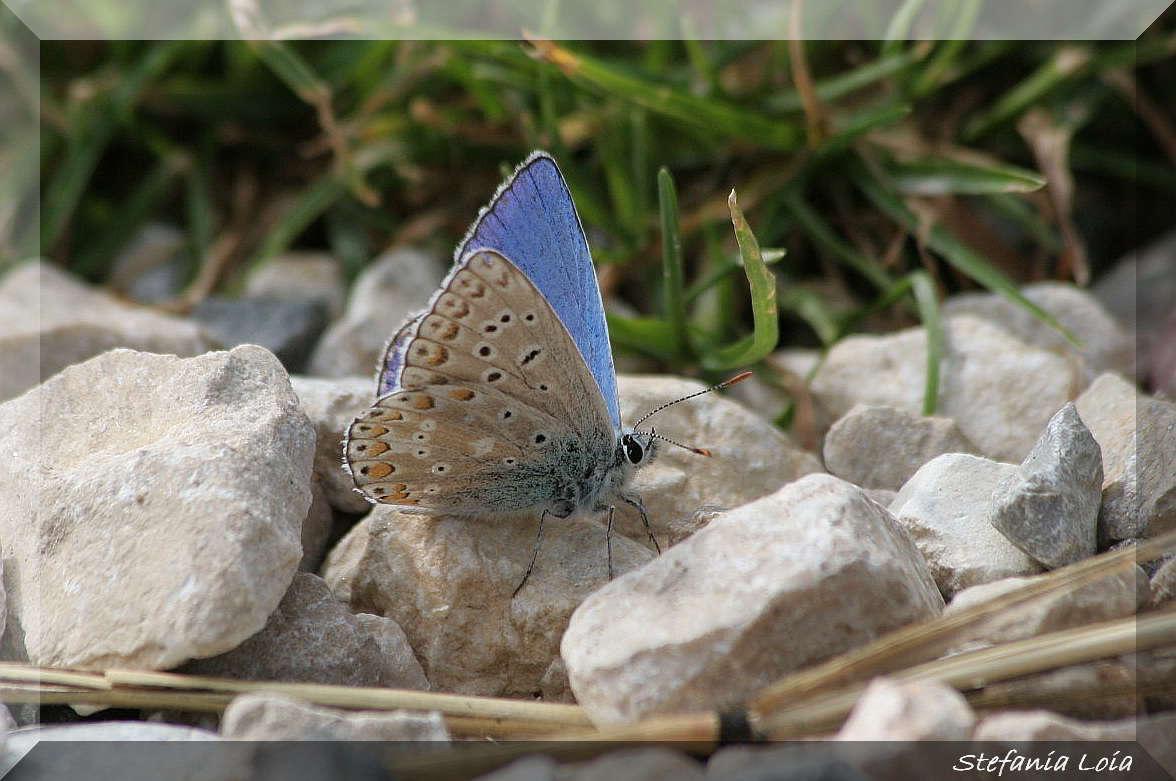 Polyommatus bellargus?